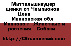 Миттельшнауцер, щенки от Чемпионов › Цена ­ 25 000 - Ивановская обл., Иваново г. Животные и растения » Собаки   